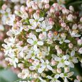 Skimmia japonica 'Fragrant Cloud'