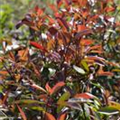 Photinia fraseri 'Red Robin'