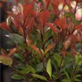 Photinia fraseri 'Little Red Robin'