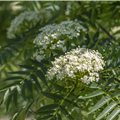 Sorbus 'Dodong'