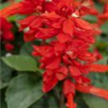 Salvia splendens 'Feuerzauber'