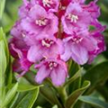 Rhododendron ferrugineum