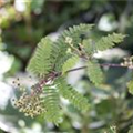 Sorbus koehneana