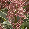 Skimmia japonica 'Mystic Marlot'