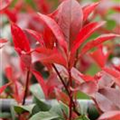 Photinia fraseri 'Devils Dream'®