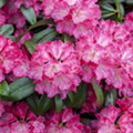 Rhododendron 'Germania'®