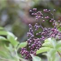 Sambucus nigra