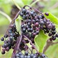 Sambucus nigra 'Haschberg'