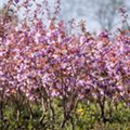 Prunus serrulata 'Kanzan'