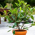 Photinia fraseri 'Louise'(s)