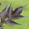 Sambucus nigra 'Black Beauty'®