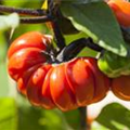 Solanum 'Halloweenchen'