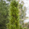 Sciadopitys verticillata 'Green Star'