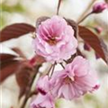 Prunus serrulata 'Royal Burgundy'®