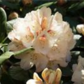 Rhododendron 'Goldbukett'