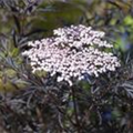 Sambucus nigra 'Black Lace'(s)