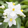 Solanum jasminoides