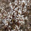 Amelanchier lamarckii 'Rainbow Pillar'®