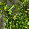 Prunus spinosa