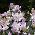 Rhododendron 'Gomer Waterer'