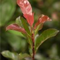 Photinia fraseri 'Robusta Compacta'