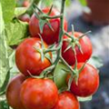 Solanum lycopersicum 'Balkontomate'