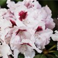 Rhododendron 'Graffito'®