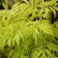 Sambucus racemosa 'Lemon Lace'