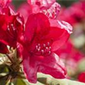 Rhododendron 'Hachmann´s Feuerschein'®