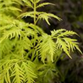 Sambucus racemosa 'Sutherland Gold'