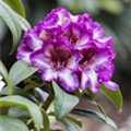 Rhododendron 'Hans Hachmann'®