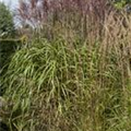 Phragmites australis