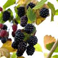 Rubus fruticosus 'Loch Tay'