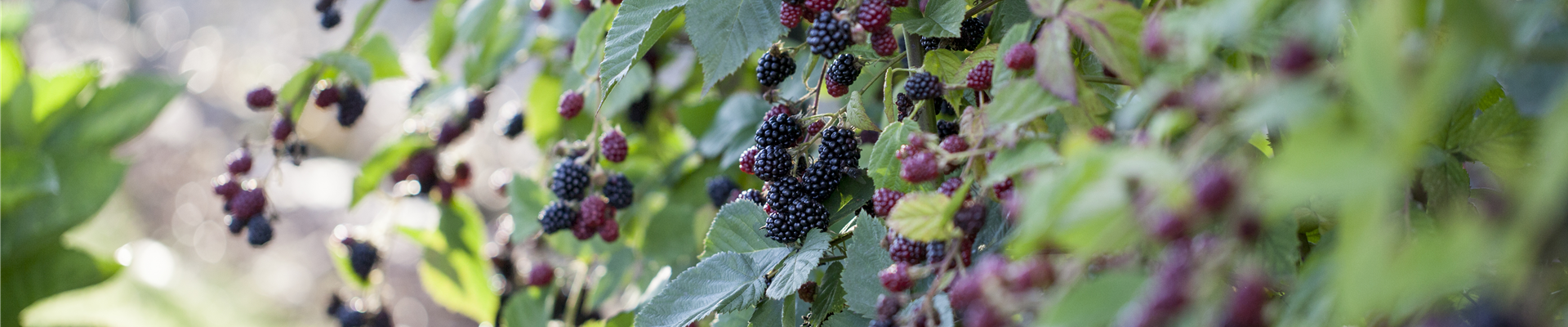 Rubus fruticosus