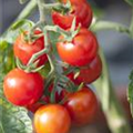 Solanum lycopersicum 'Bartelly'