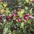 Ribes x nidigrolaria 'Jochina'