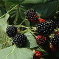 Rubus fruticosus 'Apache'