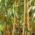 Phyllostachys aurea