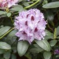 Rhododendron 'Humboldt'