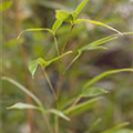 Phyllostachys aureosulcata 'Spectabilis'