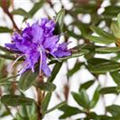 Rhododendron impeditum 'Azurika'