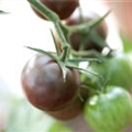 Solanum lycopersicum 'Chocolate Cherry'