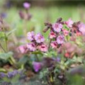 Pulmonaria officinalis