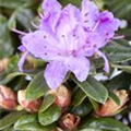 Rhododendron impeditum 'Blue Tit'