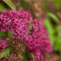 Spiraea japonica 'Anthony Waterer'