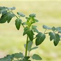 Solanum lycopersicum 'Cocktailtomate'