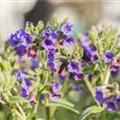 Pulmonaria saccharata