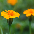 Tagetes patula 'Single Gold'