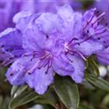 Rhododendron impeditum 'Saint Merryn'