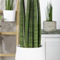 Sansevieria cylindrica 'Straight'